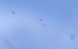 Pontos Pretos na Visão: O Que São Moscas Volantes e Quando Indicam Perigo?