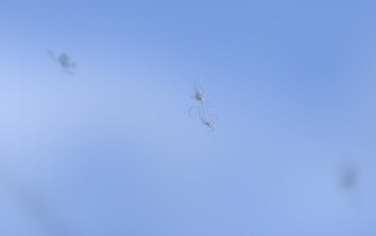 Pontos Pretos na Visão: O Que São Moscas Volantes e Quando Indicam Perigo?